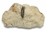 Fossil Polycotylid Plesiosaur (Thililua?) Tooth - Asfla Morocco #252347-1